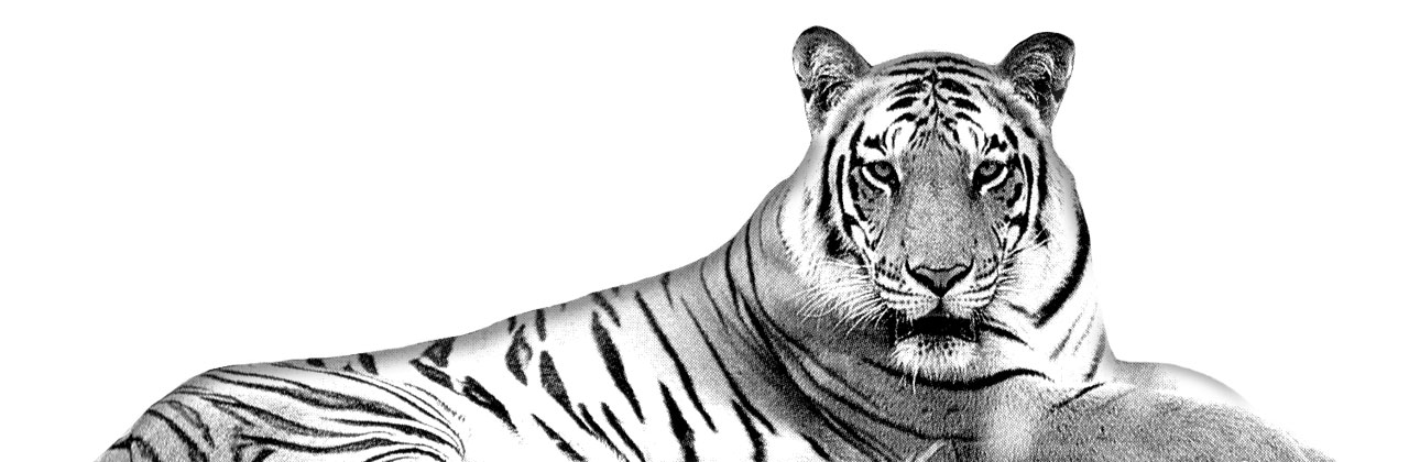 resting tiger 1 1280x420